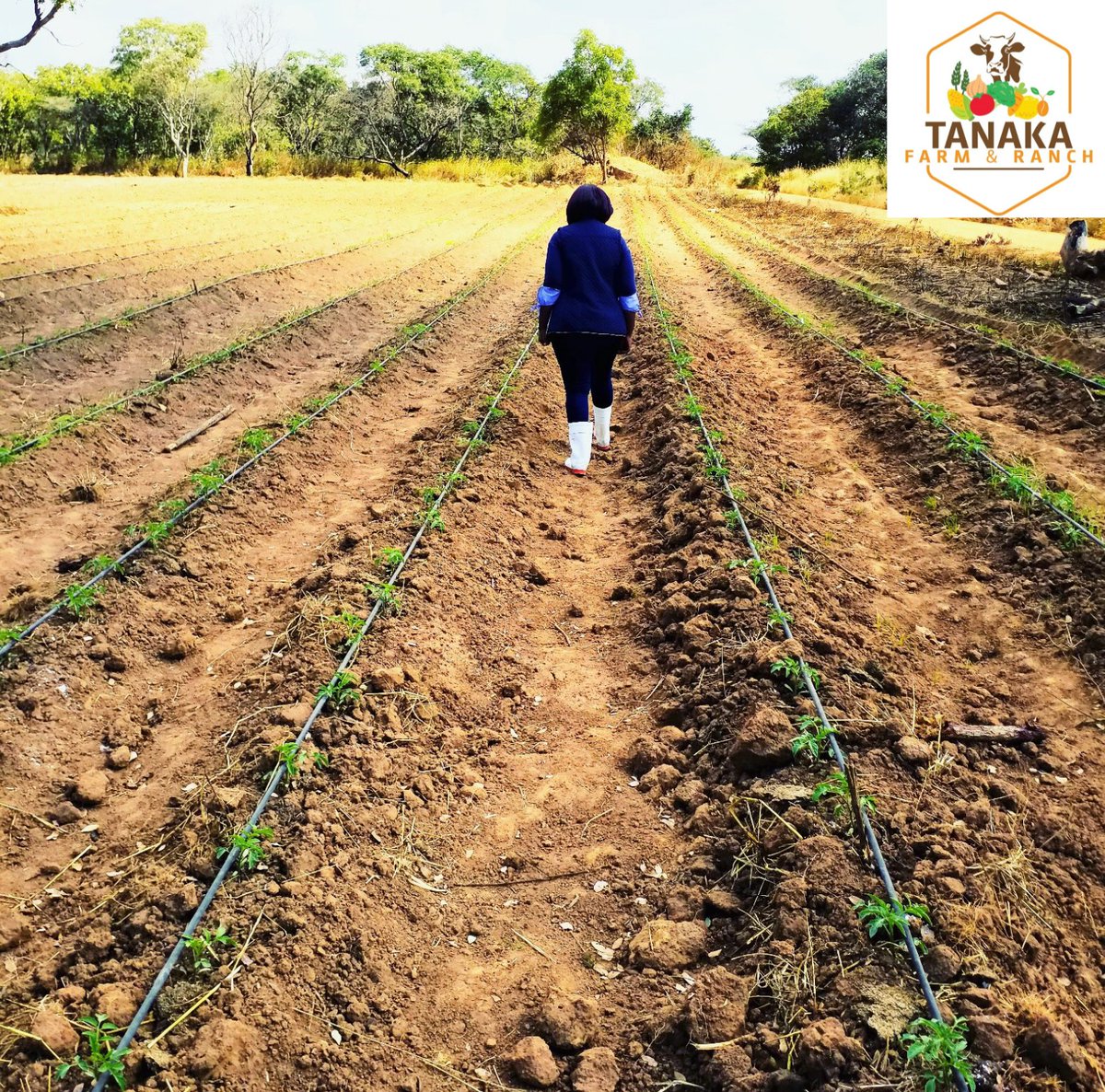 Don't get discouraged when you see on social media or visit farms and see others have all equipment, drip irrigation covering hectares and you dont have.

Pace yourself, its not a race. Some started with nothing and grow, others have money. 
Be inspired by them, start small.