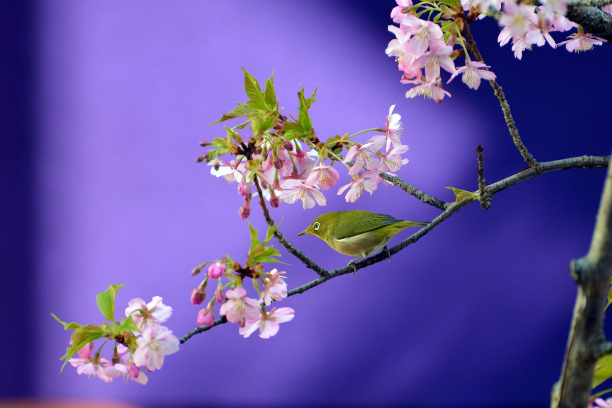 花の蜜を求めて 境内の河津桜の木にメジロがやってきました 目の周りが白く それが名前の由来にもなっていて 英語ではwhite Eyeと 22 03 12 東京大神宮