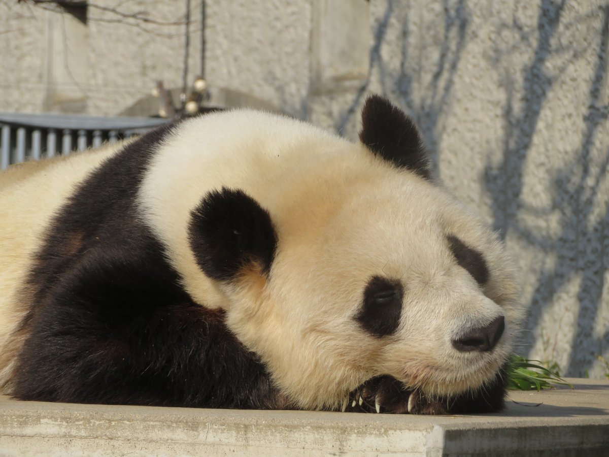 神戸市立王子動物園(公式) on Twitter: 神戸市立王子動物園(公式) on Twitter: