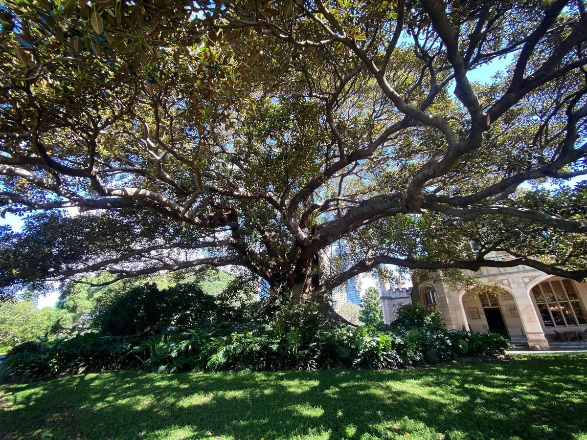 DrEmmaLJohnston's tweet photo. Under a beautiful ‘fig’ tree at Government house - enjoying the garden party to celebrate 200 years of @royalsocnsw contributions to science & the arts. #Sydney #nsw #ficusmacrophylla #gadigalcountry https://t.co/MHksJ1Rrto