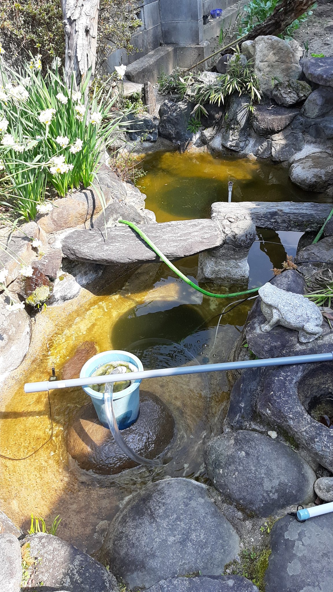 庭の池 Twitter Search Twitter