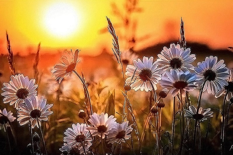 lifelody's tweet photo. Доброго утра 🌞🌼🌼🌼🤗
#GoodMorningTwitterWorld https://t.co/kjl2F7SoYq