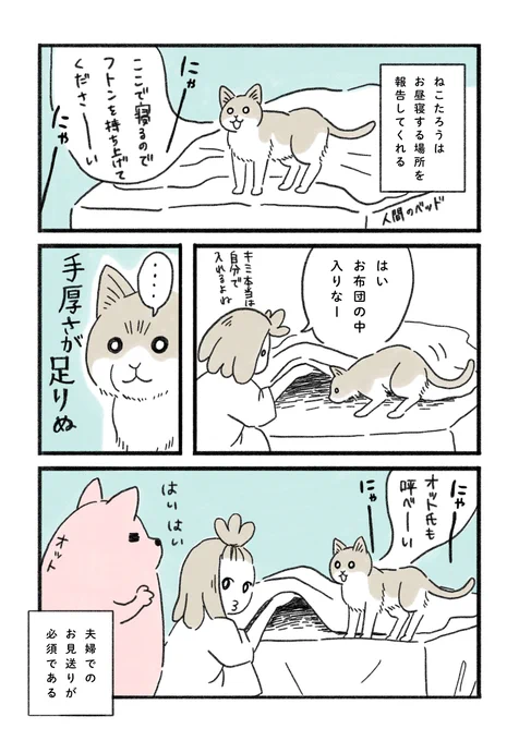 ねこが求める「手厚さ」🐱
手抜きのお世話は許されない・・

#猫のいる暮らし #みちこの日記 #コルクラボマンガ専科 