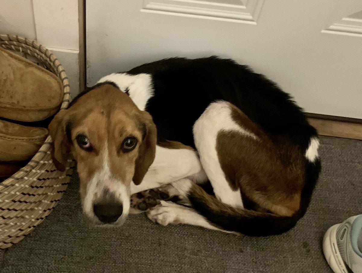 RoyalRedmans's tweet photo. Mom found this sweet girl on the side of the road trying to find food in a garbage can. She’s clean, warm, fed and will only know love for the rest of her days💗🥺 https://t.co/8dgJj0FHrl