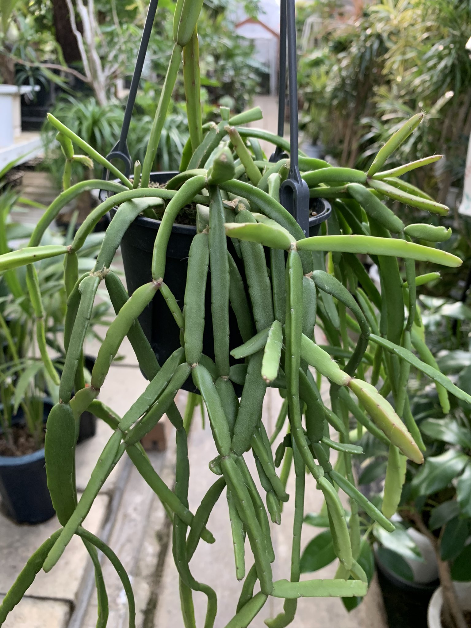 Eastgarden A Tuwita リプサリス サボテン の仲間だけどトゲもなく育てやすく種類も多いので人気者です ハンギングにしても高めの鉢に植えても 細長いのやモフモフ系になるものやベローンとした感じものやいろいろいます リプサス 紐サボテン 森林