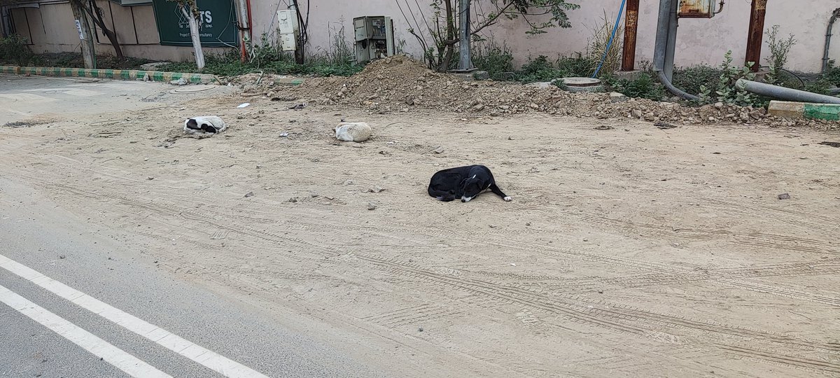 This is the condition of road in front of Logix Blossom County Gate 3 ,Sector 137. Road was dug up for work and left as is .Now Dust bowl and sitting area of dogs.Noida Authority please get this fixed
<a href="/CeoNoida/">CEO, NOIDA Authority</a> <a href="/dr_maheshsharma/">Dr. Mahesh Sharma</a>