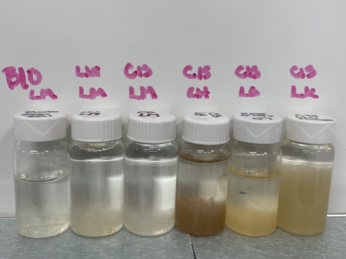 berry_fishy10's tweet photo. Has anyone else that work with #coregonines noticed very different colors between the eggshells while the embryos are growing and even after hatching??? https://t.co/gC7aC5jY1m