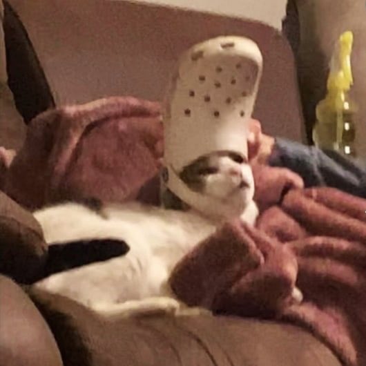 Dont Show Your Cat (@dontshowyourcat) on Twitter photo 