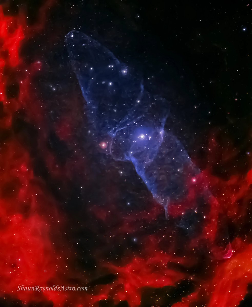 shaunreylec's tweet photo. Evening folks. A very faint squid nebula within the flying bat nebula 💫
#Astrophotography https://t.co/IQuTCU2ODW
