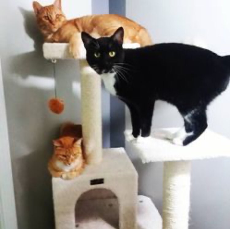 Emsizz's tweet photo. THE COUNCIL OF KITTIES IS BACK IN THE HOUSE! FINALLY AFTER ALL THESE YEARS! https://t.co/8ldKLfkWLn