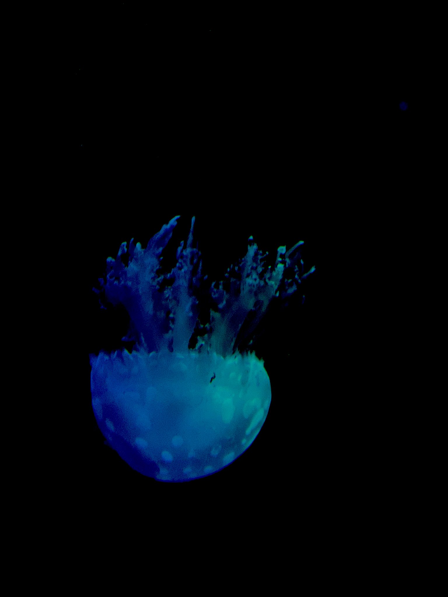 船乗の気まぐれ Logbook 神秘的 クラゲ 海月 Sony A6500 T Co Z7nqobooy2 Twitter 船乗の気まぐれ Logbook 神秘的 クラゲ 海月 Sony A6500 T Co Z7nqobooy2 Twitter