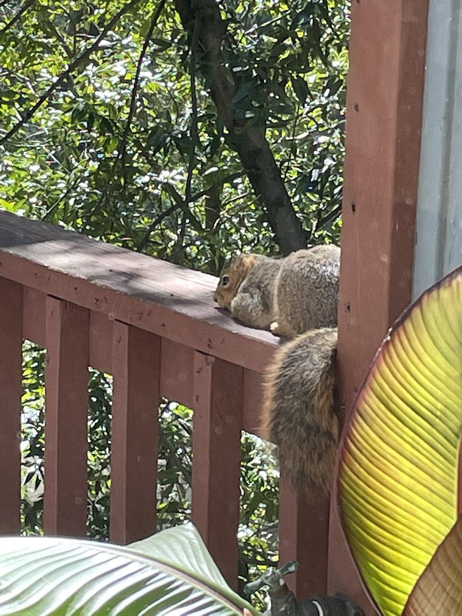 Her favorite spot 🐿