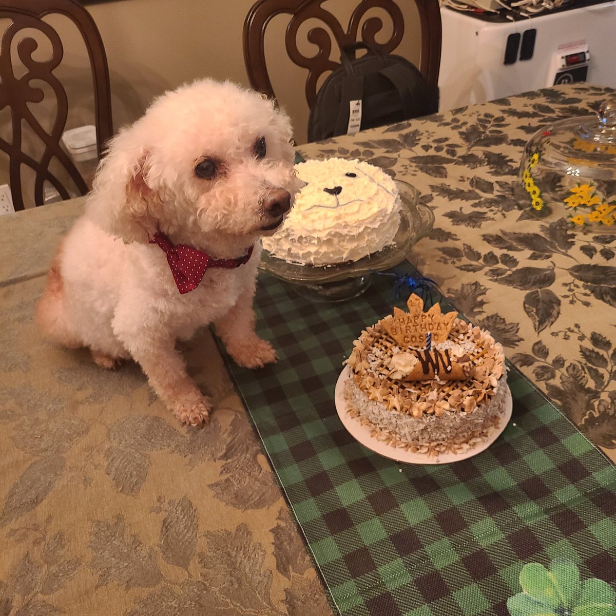 NyBaseball36's tweet photo. Cosmo with his Birthday Cake
#17tomorrow https://t.co/WOLvz9ntXc