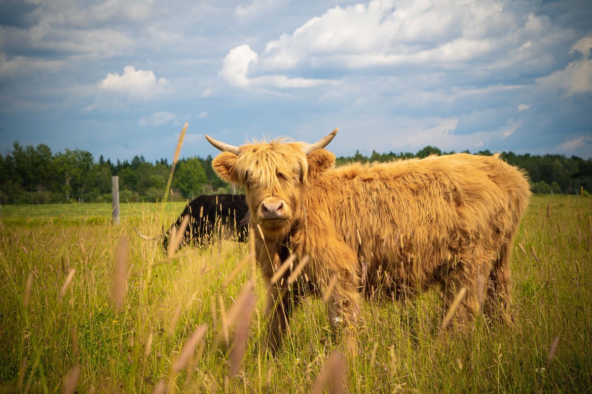 TerryMegan2's tweet photo. Our farm, our family 
#farming #family #cows #love https://t.co/94CJwIQgI1