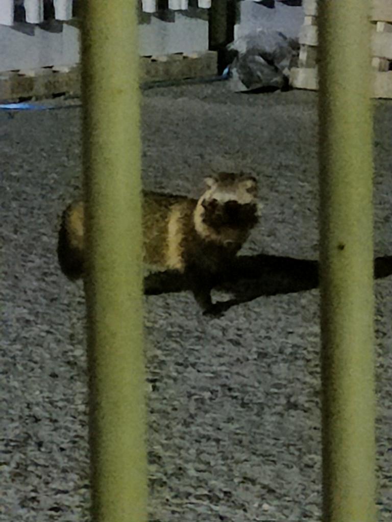 たぬきおった
ごめんね、可愛くは、、ない笑