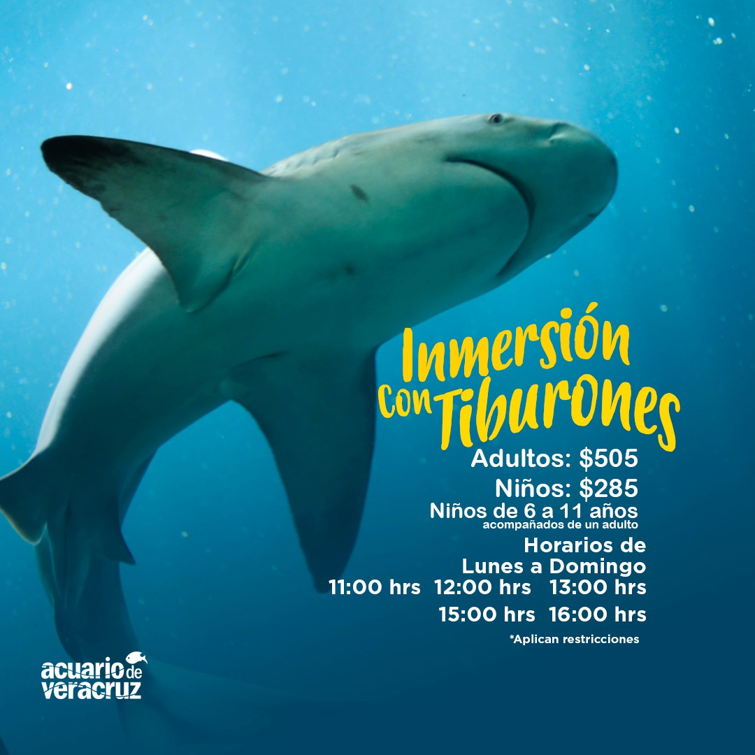 Sumérgete en una caja de acrílico en el #Tiburonario del Acuario de Veracruz y deja que tiburones tigre, aleta de cartón y gata naden a tu alrededor. 🤩