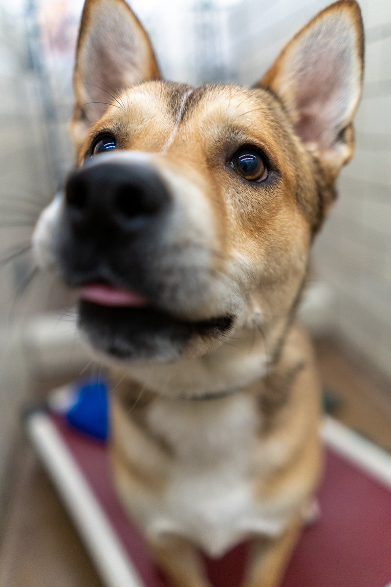 Animal_HumaneMN's tweet photo. If your idea of a perfect day includes walks, adventures, and peanut butter treats with loveable company — Merlin may be the perfect companion for you. 🐕 💕 Get to know him this weekend: https://t.co/GcYwXeVglb
#AnimalHumaneMN #DogsofAHS https://t.co/SkQoStYGZo