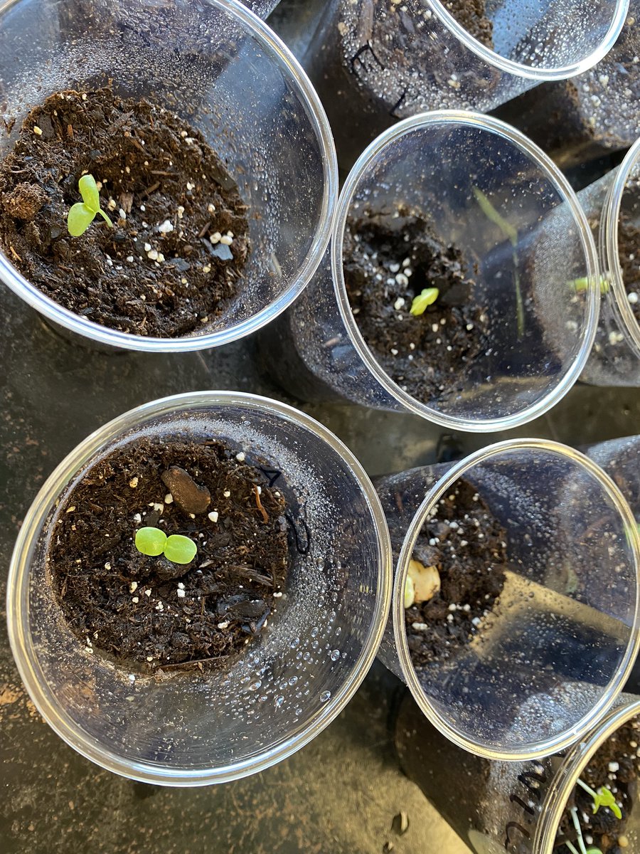 FCPS_SWilson's tweet photo. 3rd Grade scientists were busy this week constructing nests to keep their babies safe and observing their plants begin to germinate! @CMESLions @FCPS_CMES_AP @PrincipalRfcps https://t.co/W0W8LFUFjD