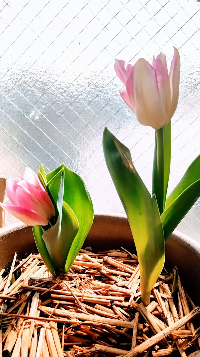 フリージア 映画 最新情報まとめ みんなの評価 レビューが見れる ナウティスモーション