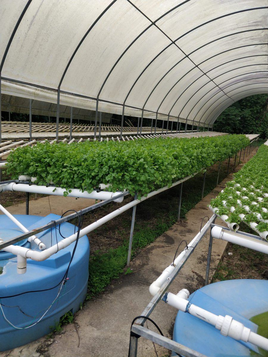 FerrerPapo's tweet photo. Mi gente volvemos , se nesecitan compradores para el Cilantrillo  de la escuela vocacional agricola de adjuntas Jose Barceló.  Estos  fondos son nesesarios  para seguir  operando. Animense y de un viaje  a las facilidades  y compren para poder seguir reparando todo https://t.co/o9HgB5hPpt