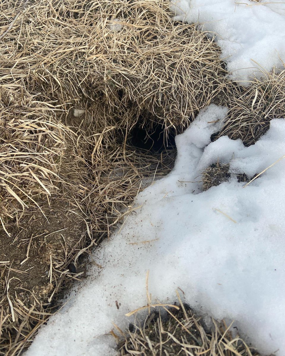 Gophers are starting to come up and show activity.  Best chance for control is now before the grass greens up!  Come into AgroPlus to grab your bait and traps!
#farming #alberta #westcdnag #cdnag #pestcontrol #albertafarm #ranching