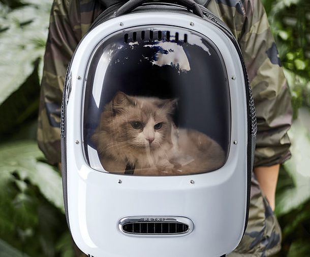 CitizenShipper's tweet image. 2022's Best Cat Backpacks

Read more 👉 citizenshipper.com/blog/best-cat-…

#catbackpack #ForCatPeople #Cattravel #catsoftwitter #CatWearing