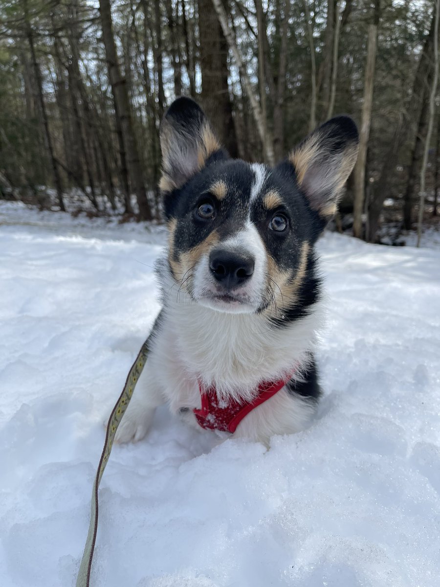 RedDogPetCare's tweet photo. “What do you mean the snow is going to melt?” 😳 - Brody

#doggo #dog #petsitting #dogwalking #dogwalker #pupper #furryfriend #happydog #dogsofinstagram #reddogpetcare #rdpc #corgi #puppy #snow #winter https://t.co/edqUrpcoXy