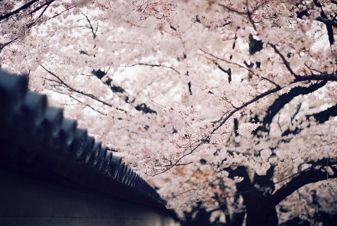 春 待ってます。 