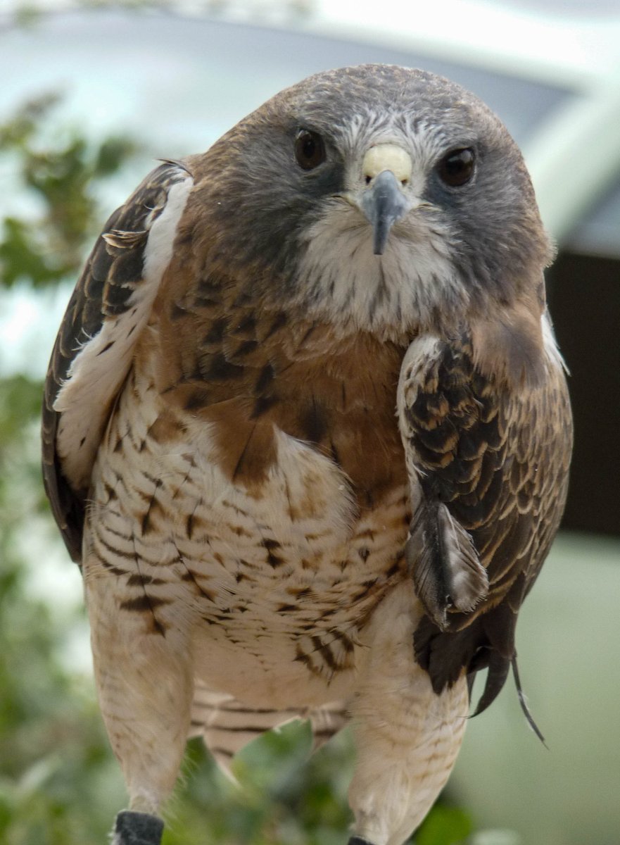 NewMexicoNomad tweet media