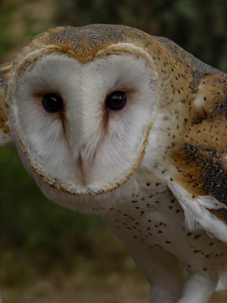 NewMexicoNomad tweet media