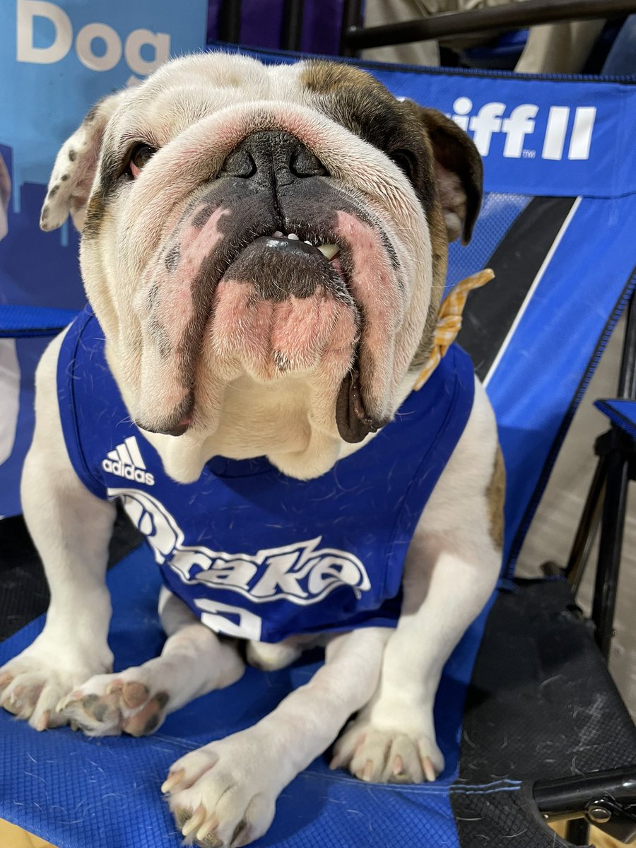 Dear <a href="/DrakeWBB/">Drake Women's Hoops</a> : I am SO PROUD to be your Dog. I’m already looking forward to next season with you! #DSMHometownDog #IAmSoProudToBeYourDog <a href="/DrakeUniversity/">Drake University</a>