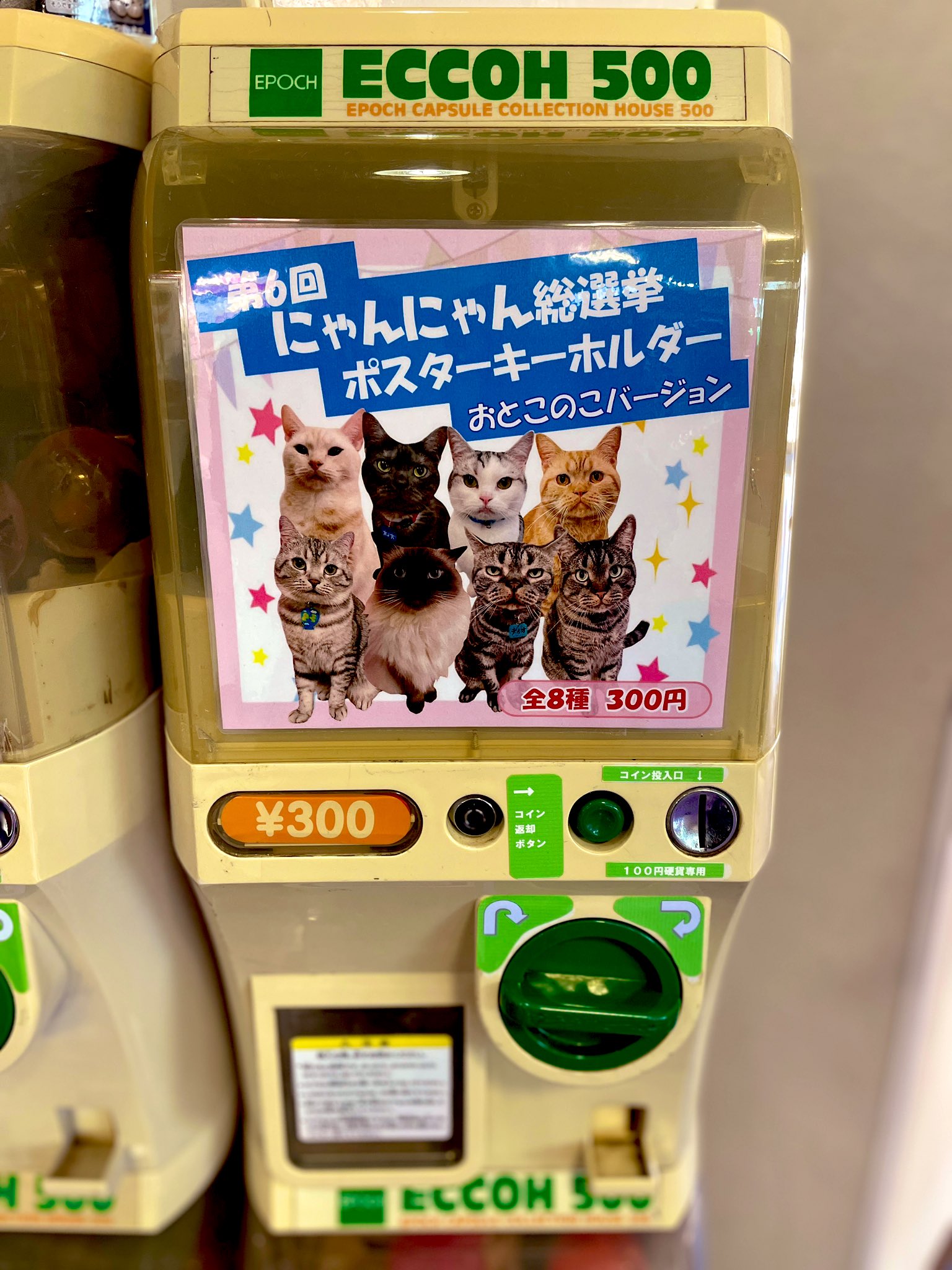 猫カフェ アミパ仙台港店 Amipa 15 Twitter
