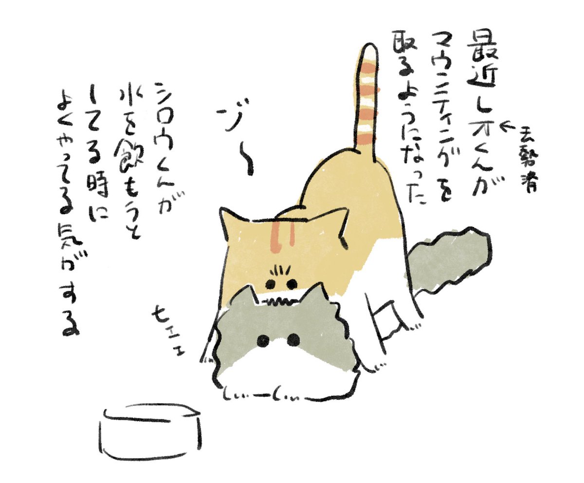 最近解明したい謎。でも一方的ではなくシロウくんもお兄ちゃんの場所を頻繁に奪ってるのでお互い様ではある 