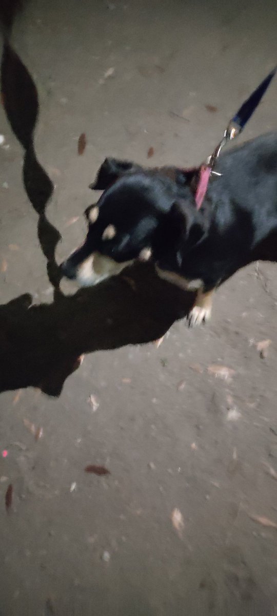 SoyElOcti's tweet photo. Encontré a esta perrita, se llama Luna. En Col. La Primavera al sur de  #Monterrey, trae collar pero el número va a buzón #ayuda https://t.co/ownJqfKFFg
