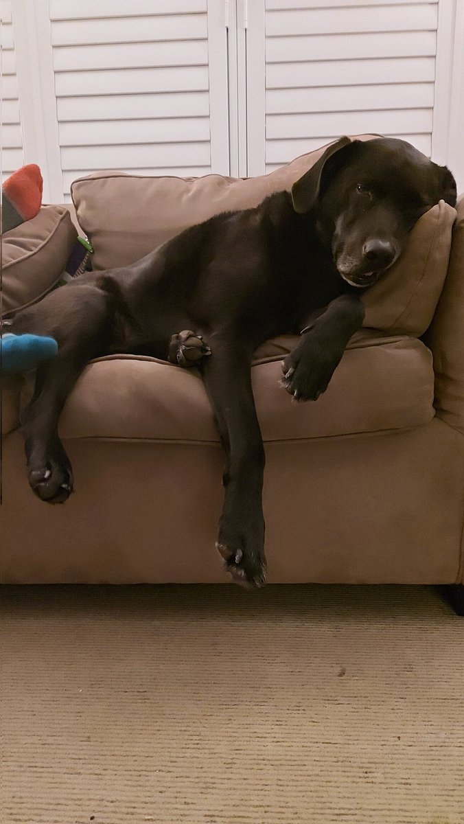 SweetPeaSimply's tweet photo. Rocky thinks it's been a long week. https://t.co/3KXB5hxXmT