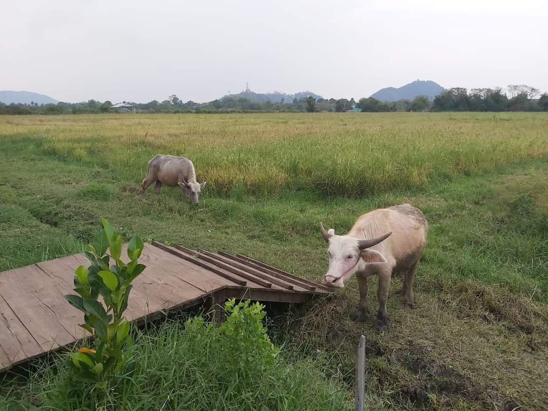 888Monkeyblue's tweet photo. BUFFALO 🐃 VIEW ราชบุรี
ใกล้เปิดแล้วค่ะใครชอบพักผ่อนใกล้ชิดธรรมชาติ..อากาศดี...มีมุมสวยๆไว้ถ่ายรูป...ใครชอบกางเต้นท์เราก็มีบริการ.. https://t.co/SJ4UTcm0s7