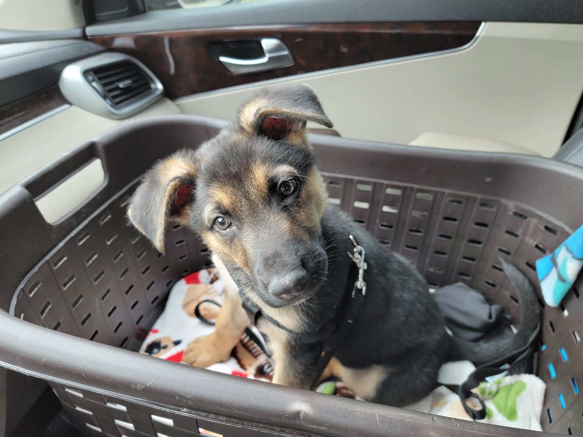 Today we said farewell to our little Carlton. Ever time I do this service learning project, we grow as more caring, responsible, compassionate individuals but saying goodbye is always hard. We know we gave to the best start possible! Go live a long, healthy life Carl.♡