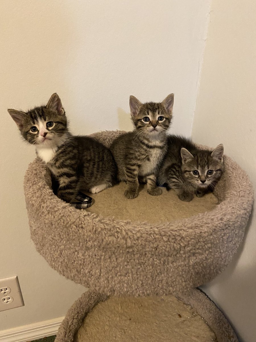 SableSarge's tweet photo. 3/5 of Nala’s babies. We love them so much!! https://t.co/jgyCMDM17X
