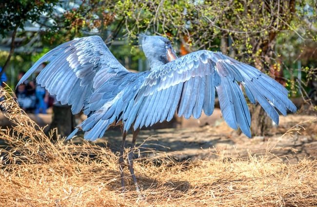 shoebillhours's tweet photo. https://t.co/h1XTg2PVMA