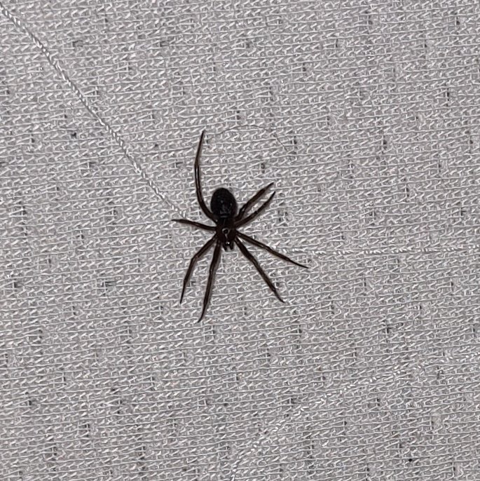 Elgaborracho's tweet photo. @Arachno_Cosas Hola buenas noches. ¿Nos podrías indicar de que tipo es? https://t.co/WvMSEbcxW6