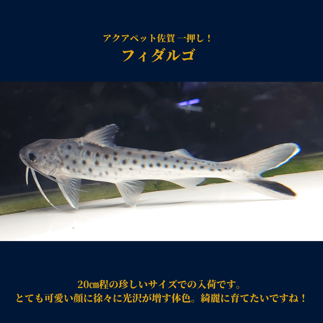 アクアペット佐賀 Twitter Search Twitter アクアペット佐賀 Twitter Search Twitter