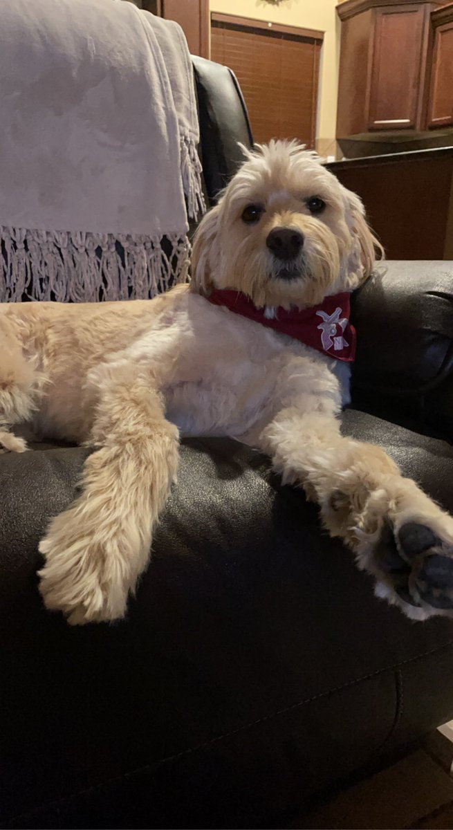 RomanGonsalez's tweet photo. @NMStateBaseball Remy is pulling for the win! https://t.co/mZWG6GsER2