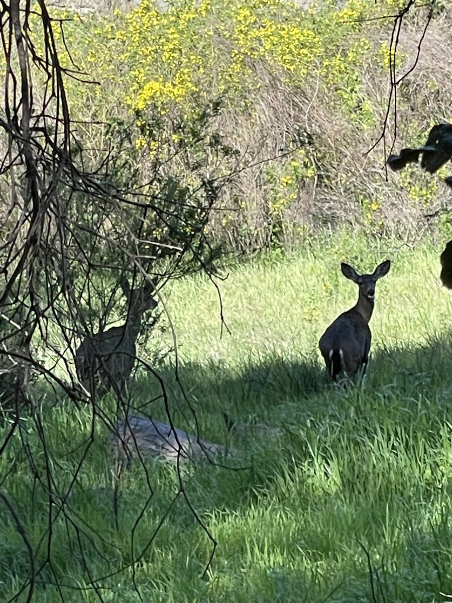 AdriiiFern's tweet photo. Today we saw deer and a river otter on our walk. We live in the forest. damn 😂 https://t.co/R1AmNR5CK4