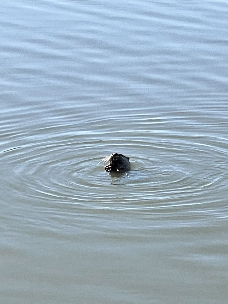 AdriiiFern's tweet photo. Today we saw deer and a river otter on our walk. We live in the forest. damn 😂 https://t.co/R1AmNR5CK4