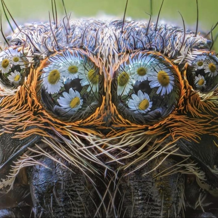 thisandthatbat's tweet photo. Not my photo but absolutely adorable. Had to share these flowers in this spider's eyes. https://t.co/JZS6F99XmO
