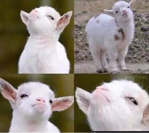 Me when disuruh meriksa tugas yg lain soalnya punya gw benar semua :