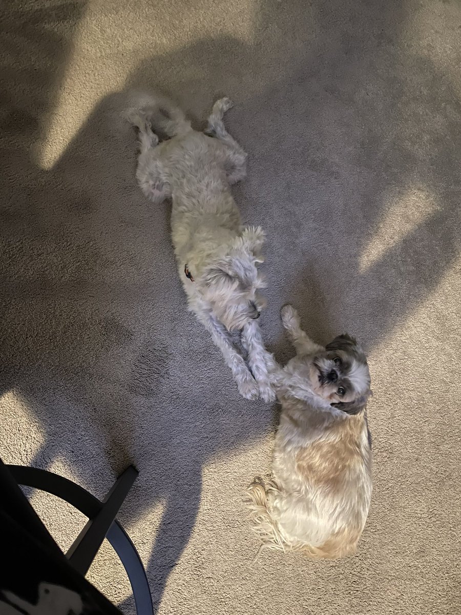 OttoBrahmsEsq's tweet photo. @KrayZDayZ snuggled and played with me for my birthday 🎉 🥳🥳 #iamthree #barkdaybirthday #SchnauzerGang https://t.co/nQr9BOh9uz