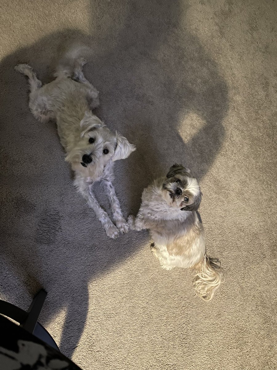 OttoBrahmsEsq's tweet photo. @KrayZDayZ snuggled and played with me for my birthday 🎉 🥳🥳 #iamthree #barkdaybirthday #SchnauzerGang https://t.co/nQr9BOh9uz