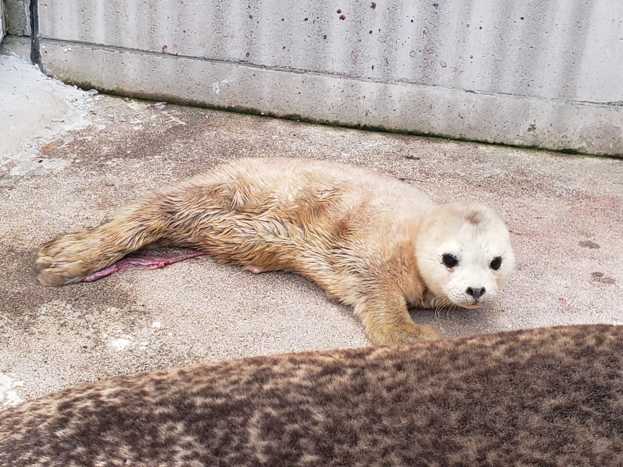 東武動物公園 公式 リュウくん ハッピーニュース 3月5日にゴマフアザラシの赤ちゃんが誕生しました お名前は もちもち です 皆さんの前に登場する日はもう少し先になりますので Twitterなどで成長記録をお伝えしていきます 東武動物公園