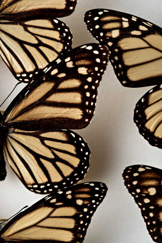 There are 2 butterfly species that only exist in Hawaii, and with the help of humans, their populations may rise again. 🦋 

To learn how, visit Living, our unique, luxury omni-channel in partnership with <a href="/HalekulaniHotel/">Halekulani</a>:
bit.ly/3CpM5LH